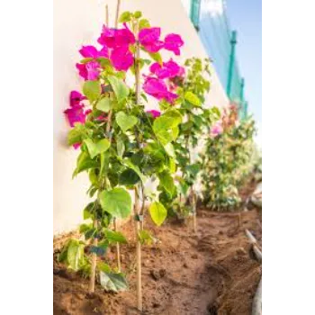 Popular Jasmine Plants